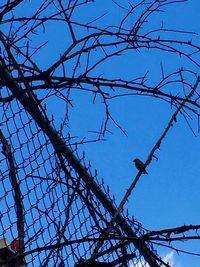 Low angle view of birds perching on power line