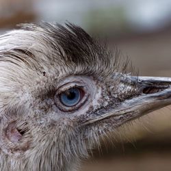 Close-up of animal eye