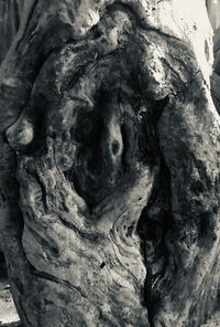 Full frame shot of tree trunk