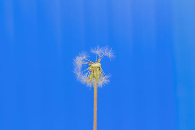 Close-up of dandelion against blue sky