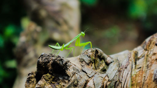 Close-up of insect on rock