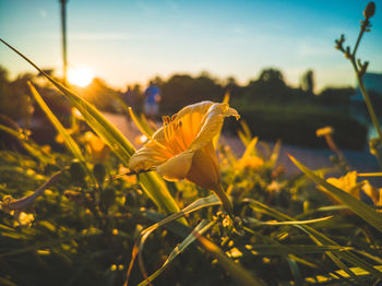 Close-up of yellow crocus flowers on field