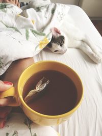 High angle view of a cat on bed