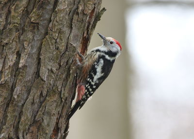 Close-up of bird perching on tree trunk