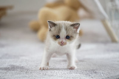 A cute persia kitten is standing in a white room in home, looking at camera