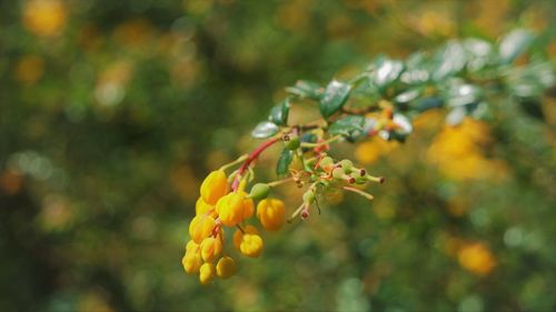 Close-up of yellow flowering plant