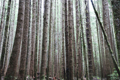 Pine trees in forest