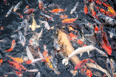 High angle view of koi carps swimming in lake