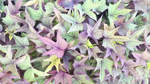 Full frame shot of leaves