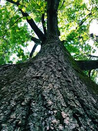 Low angle view of trees in forest