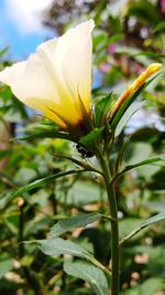 Close-up of yellow flowering plant