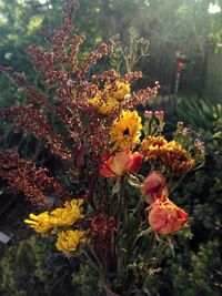 Close-up of yellow flower