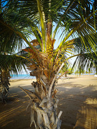 Palm trees against clear sky