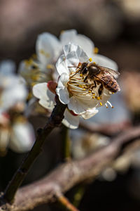 Close-up of bee pollinating on flower