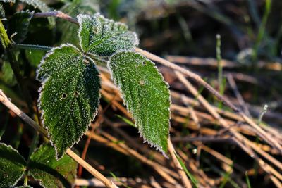 Close-up of green plant