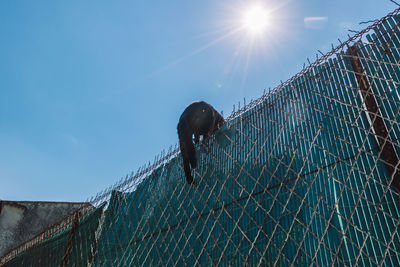 Low angle view of an animal against blue sky