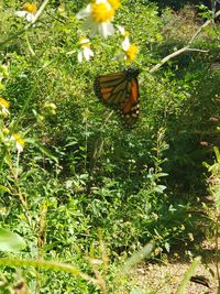Butterfly on flower