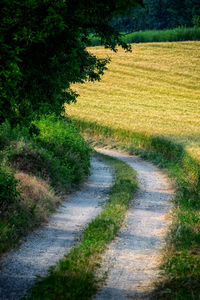 Road passing through agricultural field