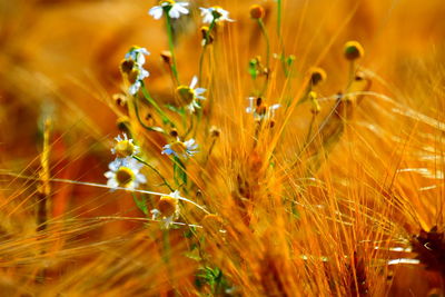 Close-up of flowering plants on field