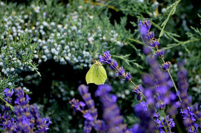 Butterfly on lavender flower at park