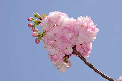 Low angle view of pink cherry blossoms against sky