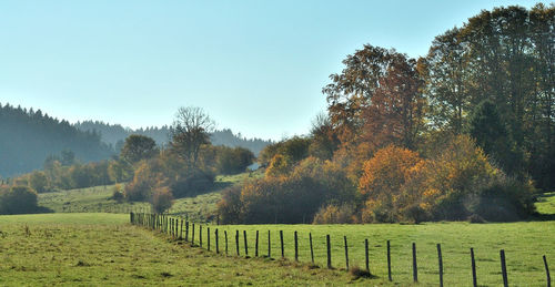 Trees on field against clear sky during autumn