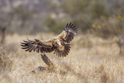 Bird flying in a field