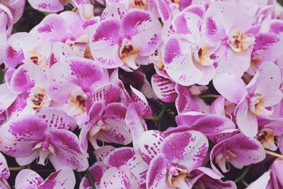 Full frame shot of pink flowers