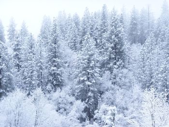 Snow covered trees