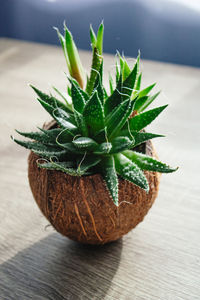 Close-up of succulent plant on table