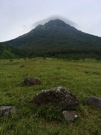 View of green landscape