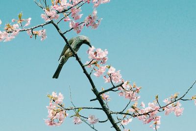 Low angle view of bird perching on flowering tree against clear sky