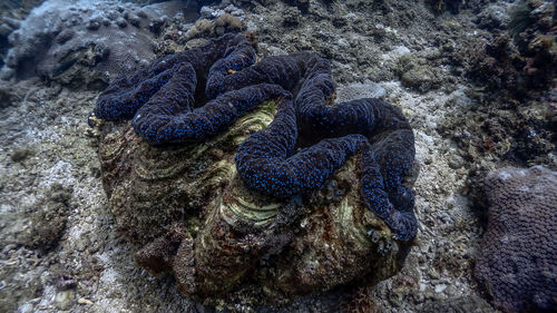 High angle view of crab on rock in sea