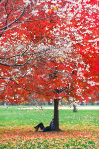 Close-up of maple tree by water