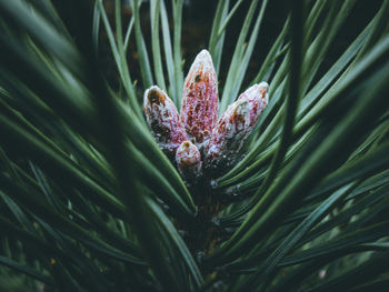 Close-up of purple flower