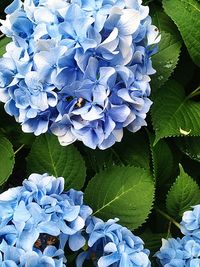 Close-up of flowers