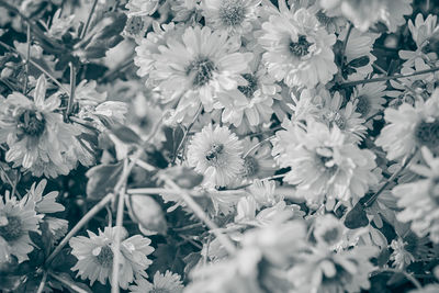 Close-up of white flowering plants