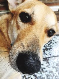 Close-up portrait of dog