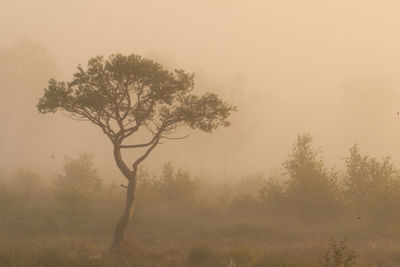 Trees in foggy weather