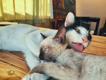 Close-up of a cat lying at home