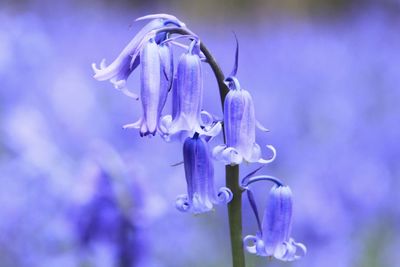 Close-up of purple flowering plant