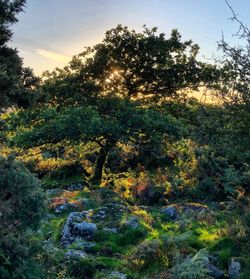 Trees in forest during sunset