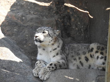 High angle view of cat lying on rock