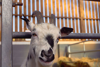 Close-up of a goat