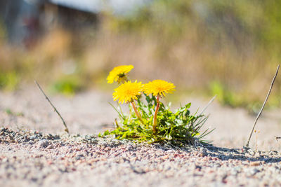 Close-up of yellow flowering plant on land