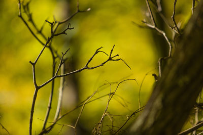 Close-up of bare tree branch