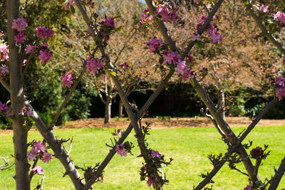 Pink flowers blooming in park