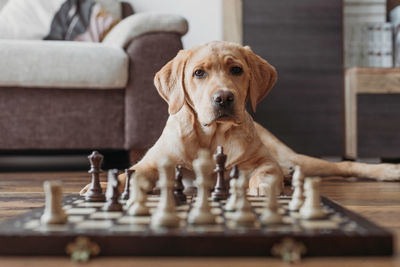 A golden labrador puppy lies in front of a chess board.  animals are like people