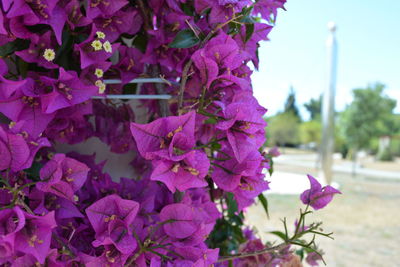 Close-up of purple bougainvillea blooming on tree