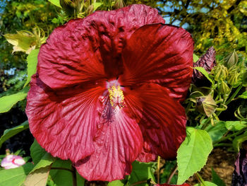 Close-up of red hibiscus blooming outdoors